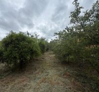 The orchard garden in Jarovce (Residential land), covered with mowed grass under a cloudy sky.