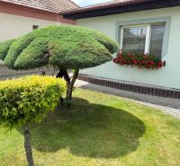 A well-maintained garden of a family house in Chrabrany with an ornamental tree and flowers by the window.
