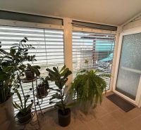 Interior of a family house with greenery and large windows with blinds.