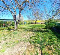 The garden of a family house in Tehla on Tehla Street with blooming dandelions and trees.