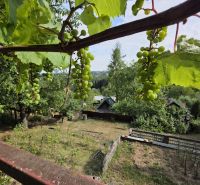 Grapes in the vineyard around the cottage in Banská Bystrica surrounded by greenery.