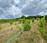 The vineyard near Skalica on a cloudy day, surrounded by greenery and mowed grass.