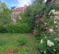 A garden with blooming roses and greenery behind a 4-room apartment on Daniela Dlabača Street in Žilina.