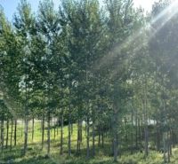 Forest growth in Neded; Residential plots, surrounded by greenery and trees.