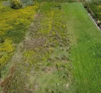 Meadow with various types of grasses in the area of Bátorove Kosihy, Land - housing.