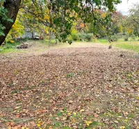Autumn leaves cover the ground under the trees in the gardens in Bystrom.