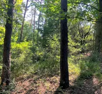Forest scenery around Beckov with dense green vegetation and trees in the Gardens.