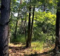 Trees and green vegetation in the garden of Beckov during a sunny day.