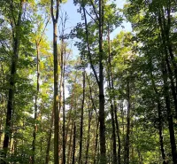 A forest stand with dense foliage in Beckov, gardens illuminated by sunlight.