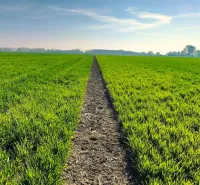 Grassy agricultural areas in Kolárovo, fields and blue sky, bordered by trees.