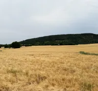 Yellow fields on agricultural and forest land in Vysoká pri Morave with a forest in the background.