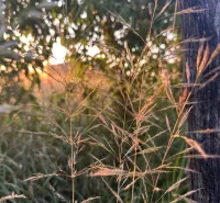 Detail of grass and tree at sunset in the agricultural and forest lands of Omastiná.