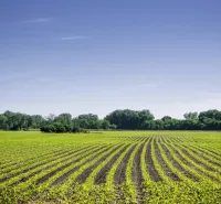 A field in Komárno with agricultural and forest land in the background and a blue sky.
