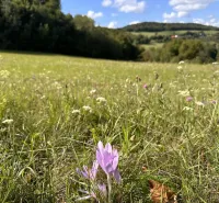 Purple flowers grow in the meadow of agricultural and forest lands near Brusno.