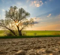 Trees on agricultural and forest lands in Poniky at sunset.