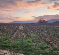Agricultural and forest lands in Kamenný Most at sunset with vineyards and a tree.