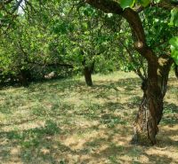 A garden with fruit trees in a family house in Komjatice, surrounded by greenery and grass.