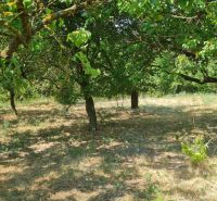 A family house in Komjatice with an orchard and a grassy area under the trees.
