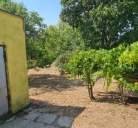 The garden of a family house in Komjatice with vines and trees near a yellow building.