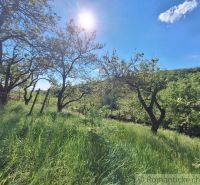 A sunny day in the garden of the cottage in Kamenica nad Hronom with lush grass and trees.
