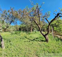Fruit trees in the garden of the cottage in Kamenica nad Hronom under the blue sky.
