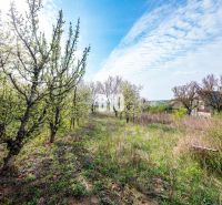 Plots - living in Nitra with blooming trees under the spring sky.