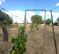 A vineyard in the garden of a family house in Bánov, surrounded by a fence and trees.