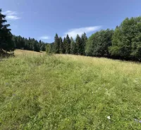 A green meadow surrounded by trees in nature, Stará Ľubovňa, Unique properties.