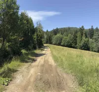 A forest path surrounded by trees and grass in the Stará Ľubovňa region, Unusual properties.