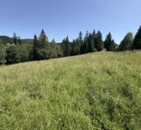 The greenery on the meadow surrounded by forest in the vicinity of Stará Ľubovňa, Unique properties.