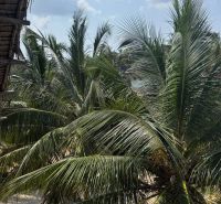 Palm trees in the garden of a family house in Pwani Mchangani under a blue sky.