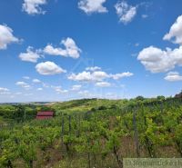 Vineyards and cottages in Gbelce under a clear blue sky with clouds.
