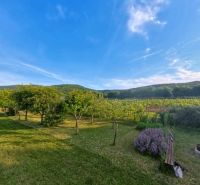 A garden near the cottage in Podhorany, with a view of the lawn, trees, and blue sky.