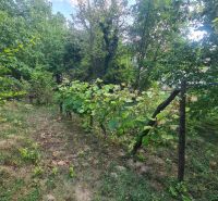 The garden of a family house in Svodín with grapevines and green trees.