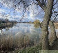A lake surrounded by trees and reeds in an environment near family houses in Tvrdošovce.