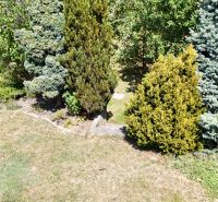 The garden of a family house on Severna Street in Kláštor pod Znievom with conifers and flowers.