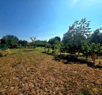 Garden at the family house on Murgašova Street in Šaľa with trees and a lawn.