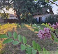 Blooming flowers in the garden of a family house in Malé Kosihy with an old building visible in the background.