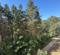 View of the forest vegetation and path around Tulská Street, Banská Bystrica.