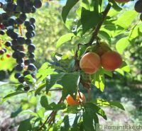 An orchard in Nová Vieska with grapes and apricots, plots - living among greenery.