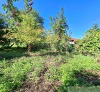 Greenery and trees on a residential plot in Nova Vieska under the blue sky.