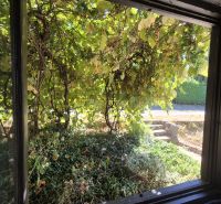 A view from the cottage in Myjava of the greenery and vineyard in front of the window.
