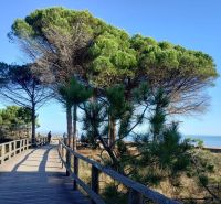 A wooden walkway between pine trees leading to the beach in a holiday apartment in Bibione.