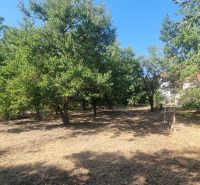 A garden with fruit trees by the family house in Moča.
