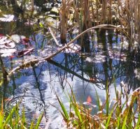 A pond with water lilies and grasses, reflections of trees on the surface, popular in the Family House.