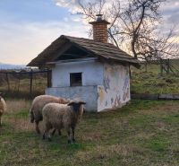 Three sheep near a small building with a decorative wall, Dolná Strehová, Prieloh, family house.
