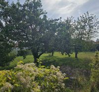Garden at a family house on Dvorčanská Street in Nitra with fruit trees.
