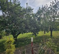 A garden with fruit trees on Dvorčanská Street in Nitra near a family house.