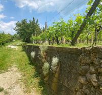 A stone fence and a vineyard in the countryside in Banka on a sunny day.