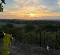 Sunset over the vineyard with a cat in Banka near the cottage.